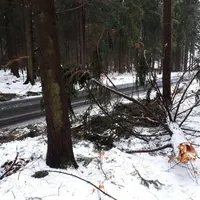 _ffa_baum_1.jpg