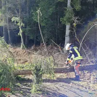_baum.jpg