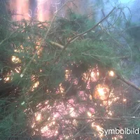 waldfeuer.jpg