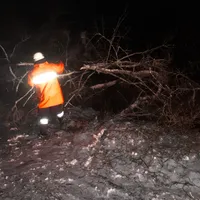 _ffa_baum_2.jpg