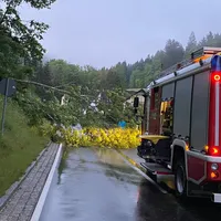 _baum_4.jpg