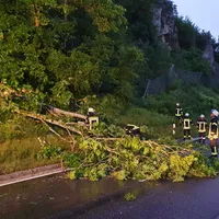 _baum_2.jpg