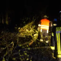 ffalfeld_baum_kursberg.jpg