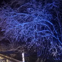 _baum_2.jpg