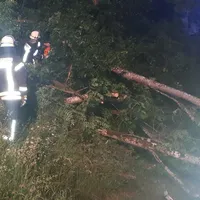 _baum_1.jpg