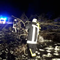 _ffa_baum_1.jpg